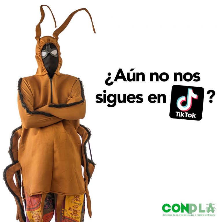 ¿Aún no nos sigues en TikTok?
