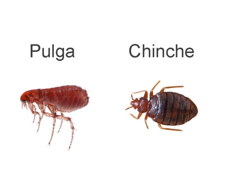 ¿Pulgas o chinches? La guía definitiva para no confundir a estos molestos invasores